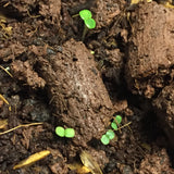 Farewell-to-Spring Guerrilla Droppings (Clarkia amoena) - Seed-Balls.com
 - 6