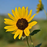 Helianthus annuus, Wild Sunflower Seed Balls for Fall - Seed-Balls.com
 - 1