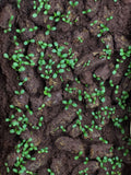 Crimson Clover Guerrilla Droppings (Trifolium incarnatum) - Seed-Balls.com
 - 3