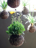 Kokedama Soil - Seed-Balls.com
 - 4