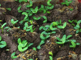 Plains Coreopsis Guerrilla Droppings (Coreopsis tinctoria) - Seed-Balls.com
 - 4