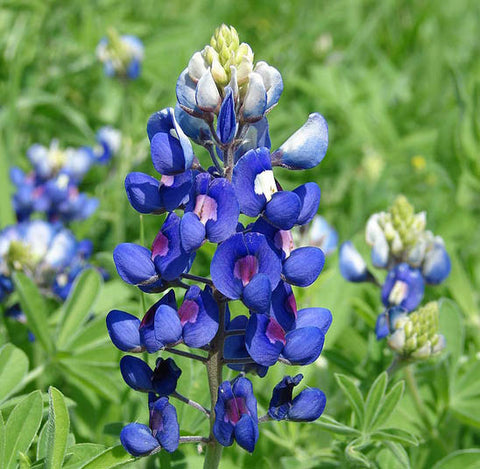 Lupinus texensis, Texas Bluebonnet Seed Balls for Fall - Seed-Balls.com
 - 1