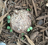 Aquilegia canadensis, Eastern Columbine Seed Balls - Seed-Balls.com
 - 6
