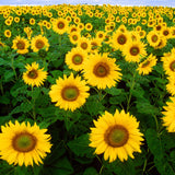 Helianthus annuus, Mixed Sunflowers Seed Balls - Seed-Balls.com
 - 2