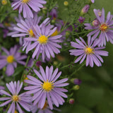Smooth Blue Aster (Symphyotrichum laeve) Seed Balls - Seed-Balls.com
 - 1