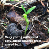 Asclepias longifolia var. hirtella, Tall Green Milkweed Seed Balls - Seed-Balls.com
 - 6