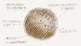 Trifolium repens, Dutch White Clover Seed Balls - Seed-Balls.com
 - 4