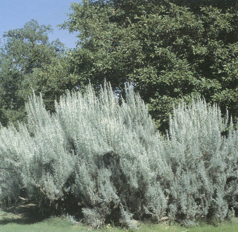 Artemisia tridentata, Great Basin Sagebush Seed Balls - Seed-Balls.com
 - 1