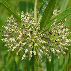 Asclepias longifolia var. hirtella, Tall Green Milkweed Seed Balls - Seed-Balls.com
 - 1