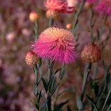 Centaurea americana, American Basketflower Seed balls - Seed-Balls.com
 - 1