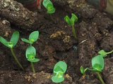 Partidge Pea Guerrilla Droppings (Chamaecrista fasciculata) - Seed-Balls.com
 - 4