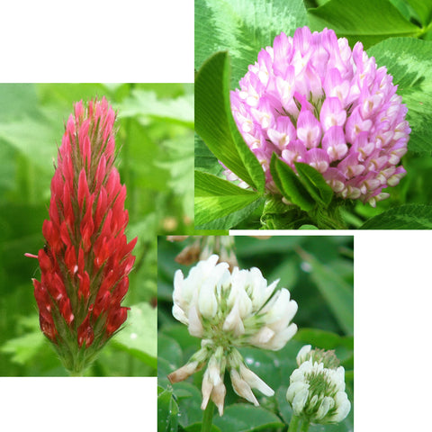 Trifolium Mix, Mixed Clover Seed Balls for Bees & Butterflies - Seed-Balls.com
