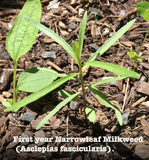 Asclepias fascicularis, Narrowleaf Milkweed Seed Balls - Seed-Balls.com
 - 5