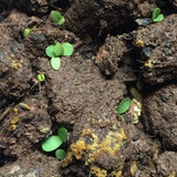 Indian Blanketflower Guerrilla Droppings (Gaillardia pulchella) - Seed-Balls.com
 - 4
