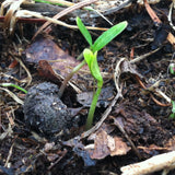 Liatris spicata, Gayfeather Seed Balls - Seed-Balls.com
 - 6