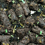 California Bluebell Guerrilla Droppings (Phacelia campanularia) - Seed-Balls.com
 - 7