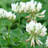 Dutch White Clover Guerrilla Droppings (Trifolium repens) - Seed-Balls.com
 - 4