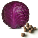 Cabbage Seed Balls (Red Acre) - Seed-Balls.com
 - 1