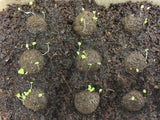 Peppermint Seed Balls - Seed-Balls.com
 - 7