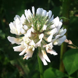 Dutch White Clover Guerrilla Droppings (Trifolium repens) - Seed-Balls.com
 - 2